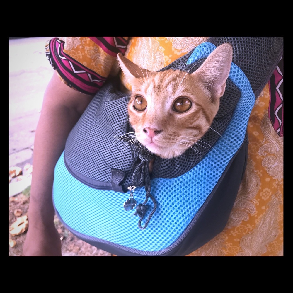 Cat Purse Carrier (Cat Not Included)
